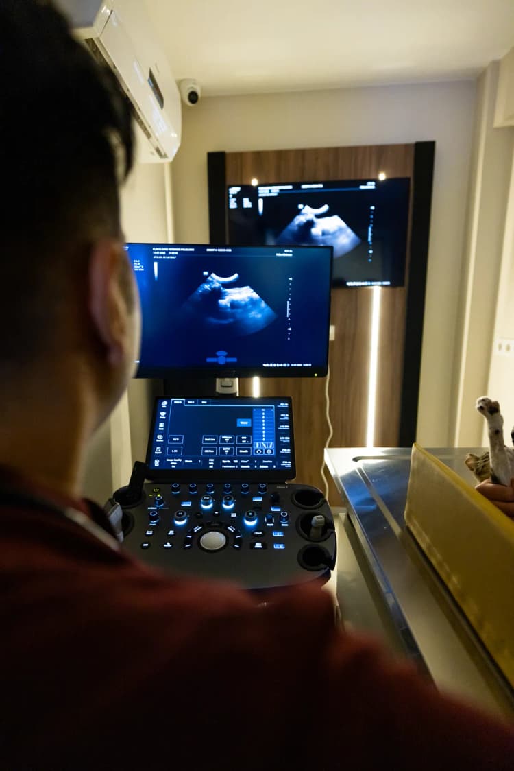 Ultrasonografi görsel 2