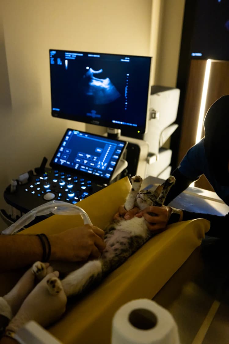 Ultrasonografi görsel 1
